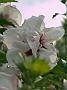 Hibiscus syriacus Speciosus 